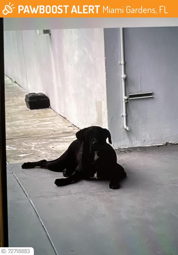 Found/Stray Male Dog last seen Near NW 165 Street, Miami FL 33169, Miami Gardens, FL 33169