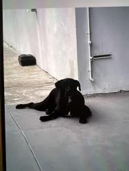 Found/Stray Male Dog last seen Near NW 165 Street, Miami FL 33169, Miami Gardens, FL 33169