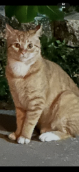 Lost Male Cat last seen Mineola circle and tangelo, Palm Harbor, FL 34683