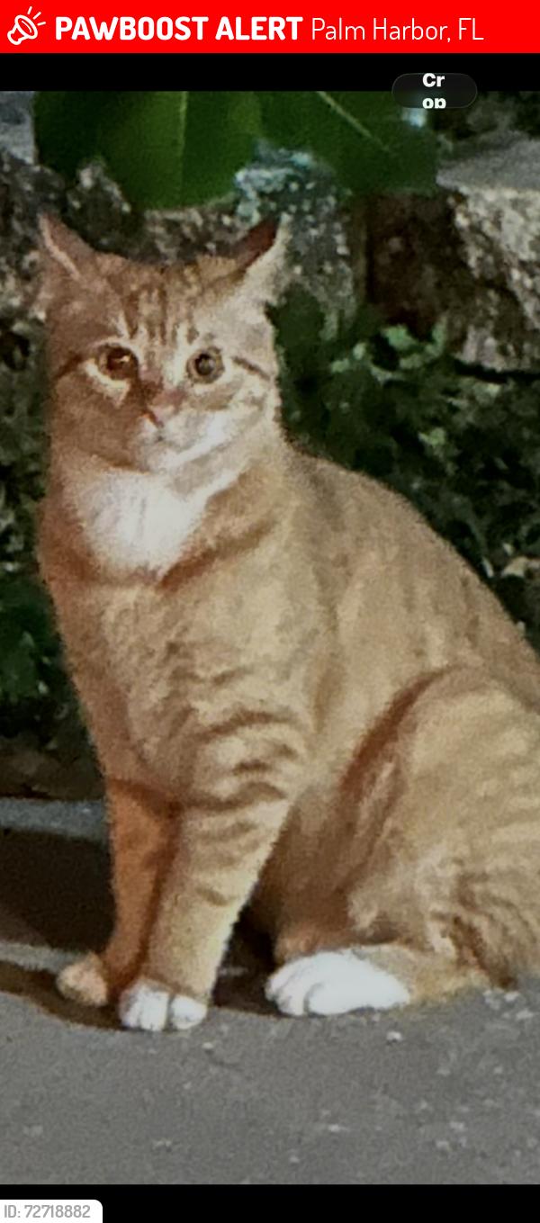 Lost Male Cat last seen Mineola circle and tangelo, Palm Harbor, FL 34683