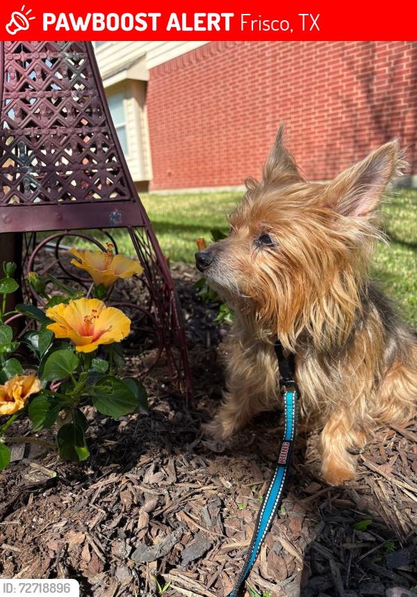 Lost Female Dog last seen 7201–7399 Sacaton Trail Frisco, TX  75034 walking into woods , Frisco, TX 75035
