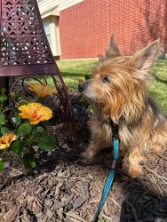 Lost Female Dog last seen 7201–7399 Sacaton Trail Frisco, TX  75034 walking into woods , Frisco, TX 75035