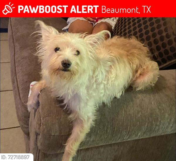 Lost Female Dog last seen Washington and 4th st , Beaumont, TX 77701