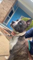 Found/Stray Male Dog last seen High point rd, Kernersville, NC 27284