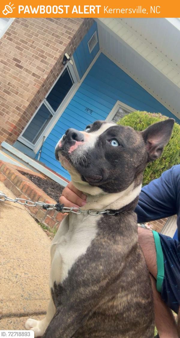 Found/Stray Male Dog last seen High point rd, Kernersville, NC 27284