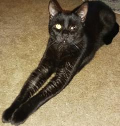 Lost Male Cat last seen Grove Avenue, Norfolk, VA 23503