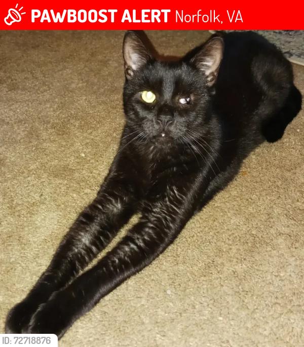 Lost Male Cat last seen Grove Avenue, Norfolk, VA 23503
