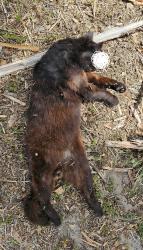 Found/Stray Unknown Cat last seen Pinellas Casades Pinellas Park, FL 33781, Pinellas Park, FL 33781