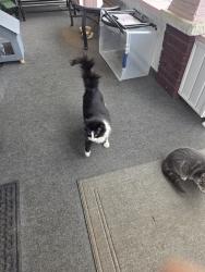 Found/Stray Female Cat last seen Female may have recently had a litter, Canton, OH 44705