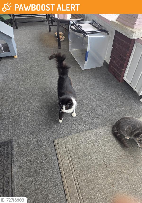 Found/Stray Female Cat last seen Female may have recently had a litter, Canton, OH 44705