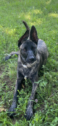 Lost Female Dog last seen 4H Road, Lamborn Farm, Lansing High School, Leavenworth, KS 66048