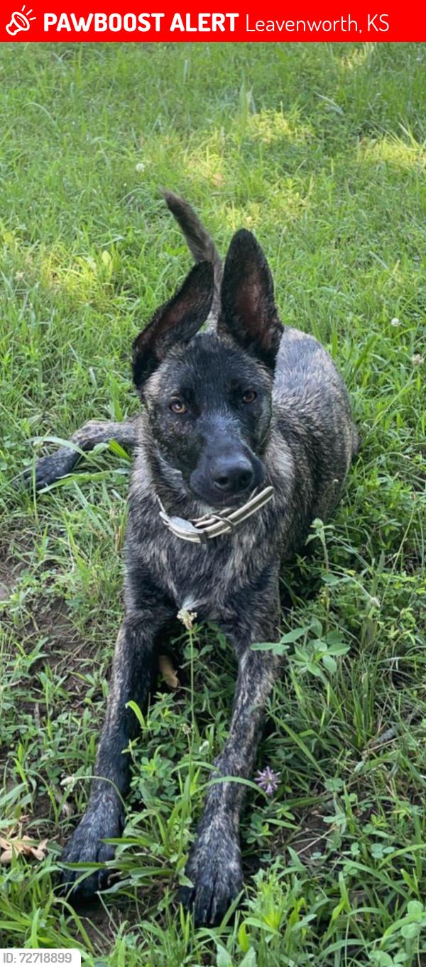 Lost Female Dog last seen 4H Road, Lamborn Farm, Lansing High School, Leavenworth, KS 66048