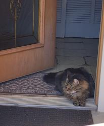 Reunited Male Cat last seen Commanche Ct and Tecumseh trl, Smyrna, GA 30080