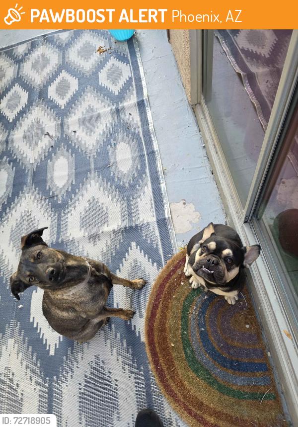 Found/Stray Unknown Dog last seen 7th Ave and Vineyard, Phoenix, AZ 85041