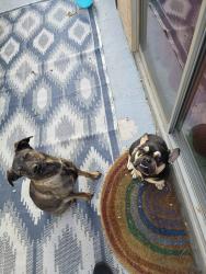 Found/Stray Unknown Dog last seen 7th Ave and Vineyard, Phoenix, AZ 85041