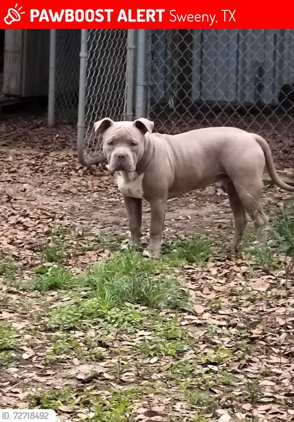 Lost Male Dog last seen RainbowRidge, Sweeny, TX 77480