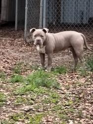 Lost Male Dog last seen RainbowRidge, Sweeny, TX 77480