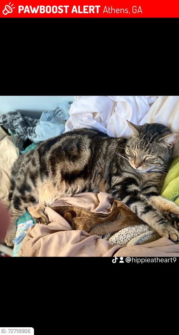 Lost Male Cat last seen Near vine circle , Athens, GA 30601