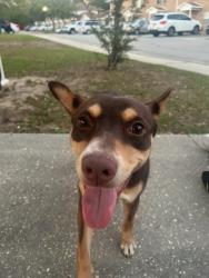 Found/Stray Female Dog last seen Circle K Gas Station/Old She'll Rd, Mobile, AL 36608