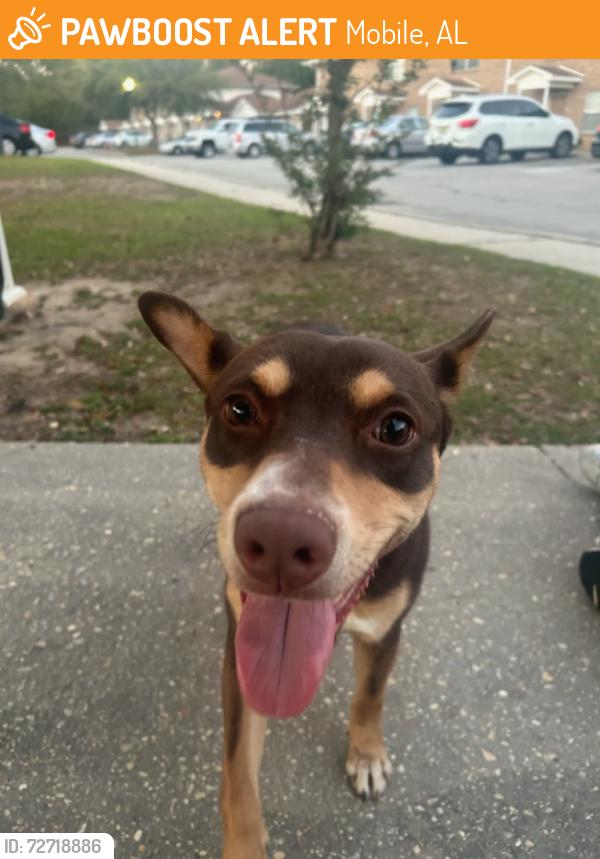 Found/Stray Female Dog last seen Circle K Gas Station/Old She'll Rd, Mobile, AL 36608