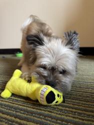 Lost Male Dog last seen Cedar Heights Trailer Park, Kannapolis, NC 28081