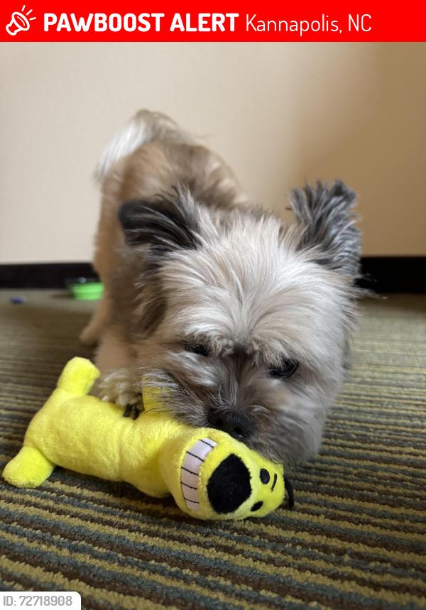 Lost Male Dog last seen Cedar Heights Trailer Park, Kannapolis, NC 28081