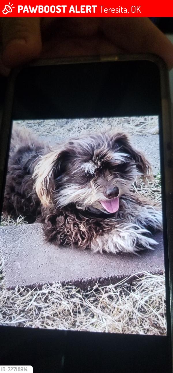Lost Male Dog last seen North 520 rd , Teresita, OK 74464