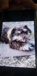 Lost Male Dog last seen North 520 rd , Teresita, OK 74464