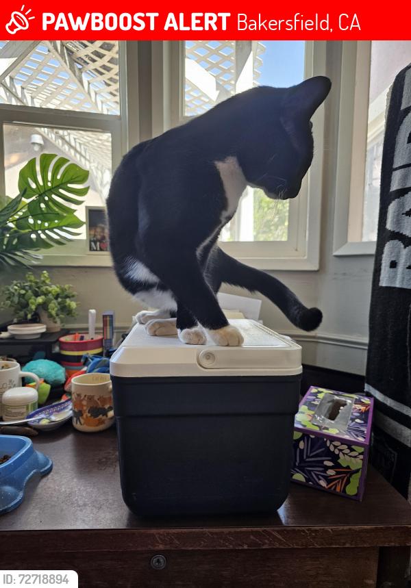 Lost Male Cat last seen Lake/Niles, Bakersfield, CA 93305