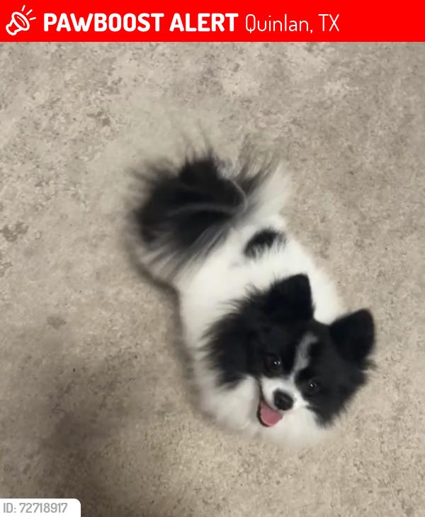 Lost Male Dog last seen Private road 3824 or 3602, Quinlan, TX 75474