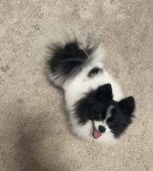 Lost Male Dog last seen Private road 3824 or 3602, Quinlan, TX 75474