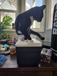 Lost Male Cat last seen Lake/Niles, Bakersfield, CA 93305