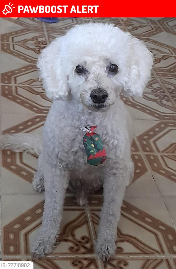 Lost Male Dog last seen Perto da Escola Estadual Municipalizada Castro Alves, Vila Guanabara, RJ 25275-610