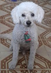 Lost Male Dog last seen Perto da Escola Estadual Municipalizada Castro Alves, Vila Guanabara, RJ 25275-610