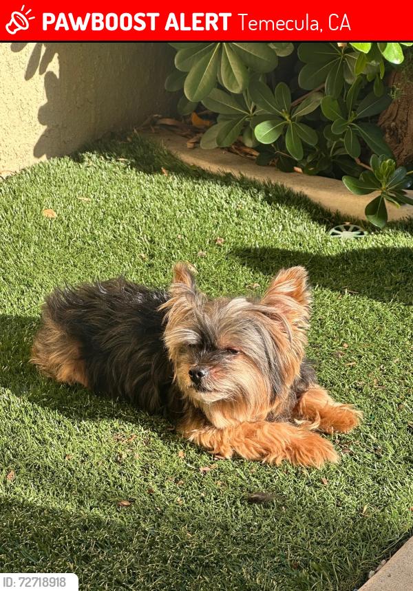 Lost Male Dog last seen Savannah and Harveston, Temecula, CA 92591