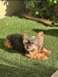 Lost Male Dog last seen Savannah and Harveston, Temecula, CA 92591