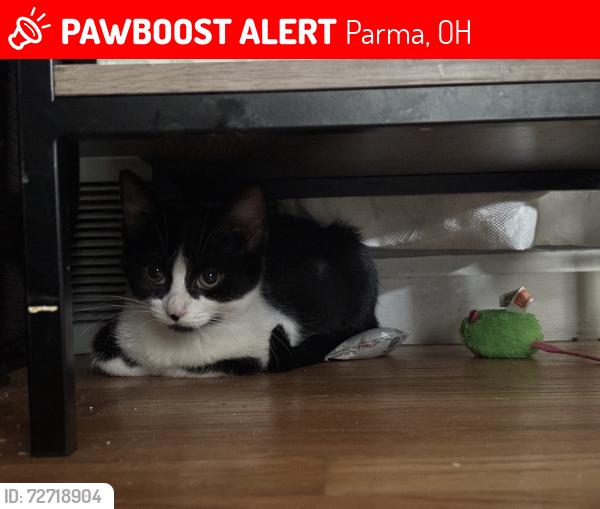 Lost Female Cat last seen lanyard & chesnut hillls. or near westminster, Parma, OH 44129
