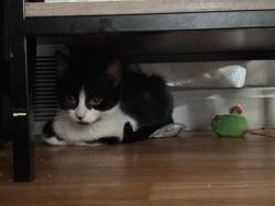 Lost Female Cat last seen lanyard & chesnut hillls. or near westminster, Parma, OH 44129