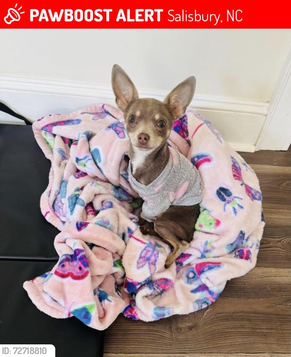 Lost Female Dog last seen Ryan street, Salisbury, NC 28144