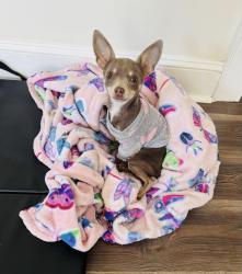 Lost Female Dog last seen Ryan street, Salisbury, NC 28144