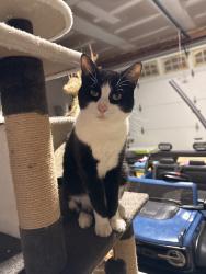 Lost Male Cat last seen Greenhouse & Clay rd., Houston, TX 77084