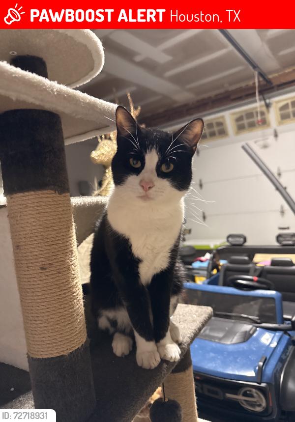 Lost Male Cat last seen Greenhouse & Clay rd., Houston, TX 77084