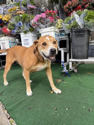 Shelter Stray Female Dog last seen Near BLOCK BRICKELL AVE, Doral, FL 33122