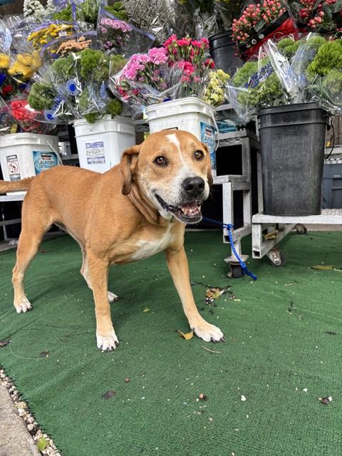 Shelter Stray Female Dog last seen Near BLOCK BRICKELL AVE, Doral, FL 33122