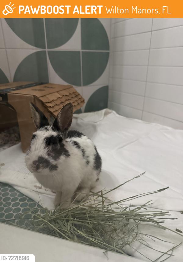 Found/Stray Male Rabbit last seen Jenada Isles, Wilton Manors, FL 33311