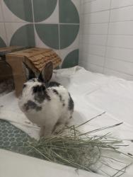 Found/Stray Male Rabbit last seen Jenada Isles, Wilton Manors, FL 33311