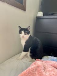 Lost Male Cat last seen Fieldstone Circle, Chaska, MN 55318