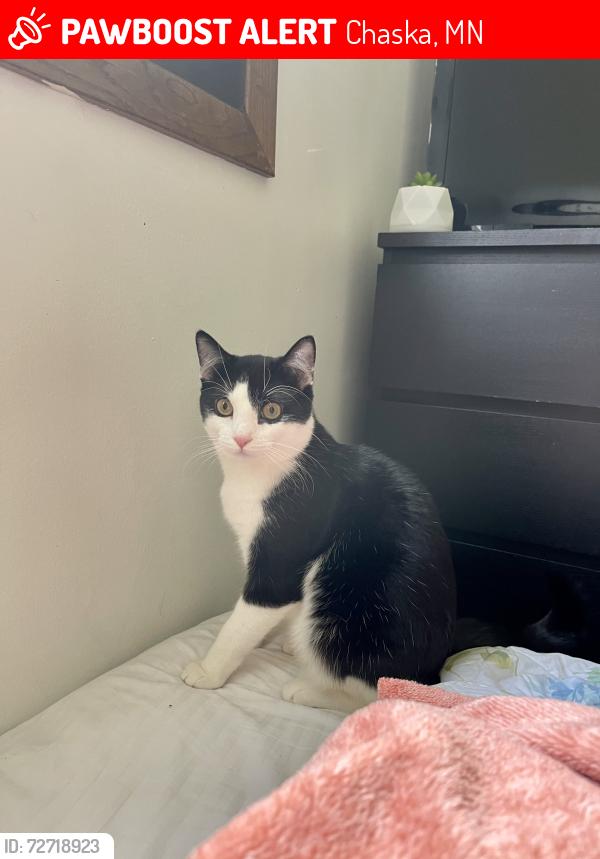 Lost Male Cat last seen Fieldstone Circle, Chaska, MN 55318