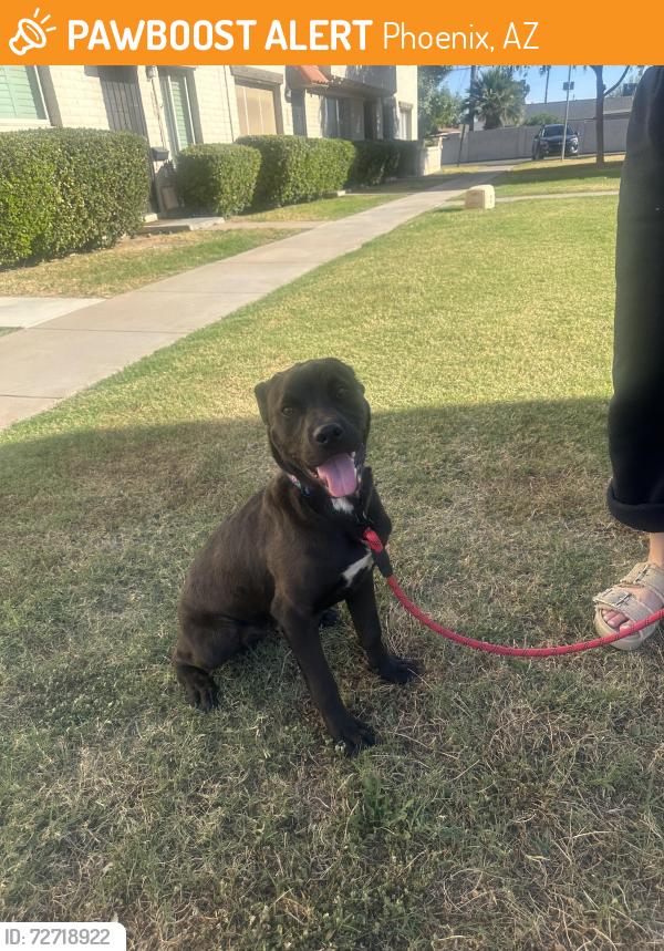 Found/Stray Male Dog last seen Camelback, 24th street, Phoenix, AZ 85016