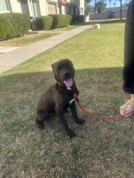 Found/Stray Male Dog last seen Camelback, 24th street, Phoenix, AZ 85016